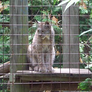 Canadian Lynx.