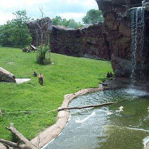 Olive Baboon Exhibit.