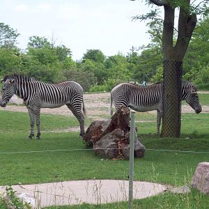 More Zebras.