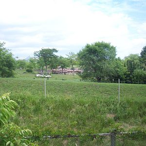 Overview of African Savanna.