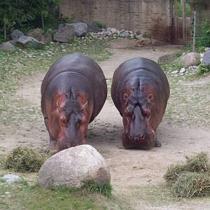 Oh how I wish I could have moved that rock