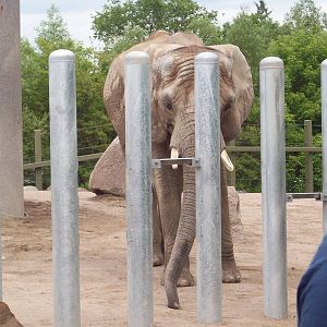 Elephant Demonstration with Iringa.