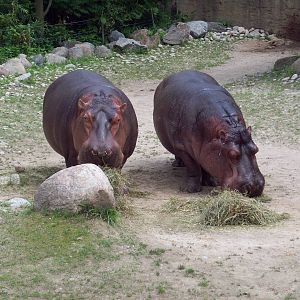 One last hippo photo