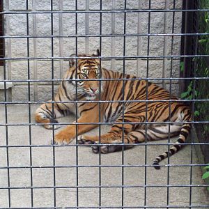 Sumatran Tiger