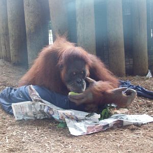 Female Orangutan