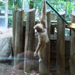 Hang in there, Gibbon!