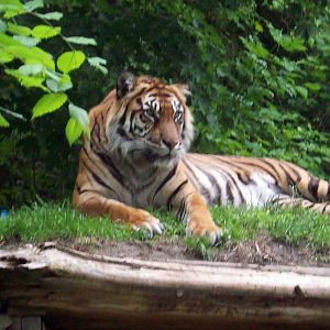 Sumatran Tiger