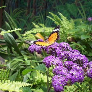 Malayan Woods Pavilion