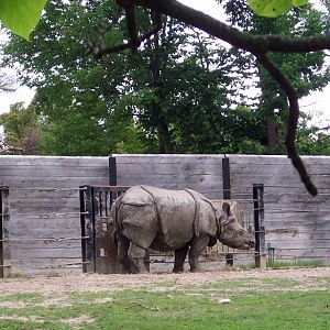 Indian Rhino