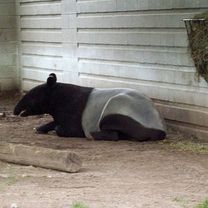Tapir!