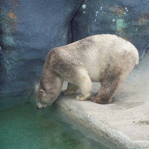 Dirty Polar Bear!