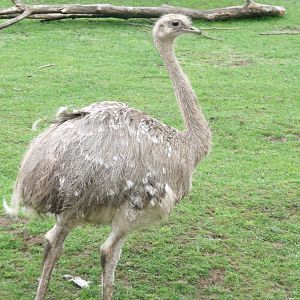 Darwin's Rhea