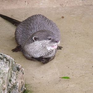 Asian Short Clawed Otter