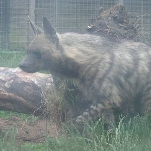 Arabian Striped Hyena (Hyaena hyaena sultana)