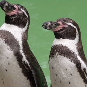 Humboldt Penguin