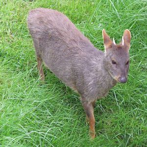 Chilean Pudu