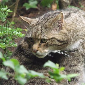 Scottish Wildcat