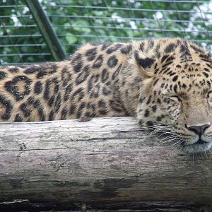 Amur Leopard
