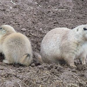 Black-tailed Prairie Marmot