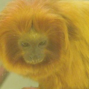 Golden Lion Tamarin