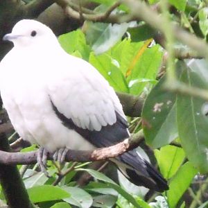 Pied imperial pigeon