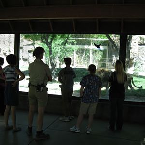 vet and staff with lion