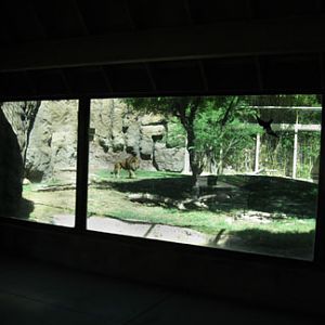 lion exhibit