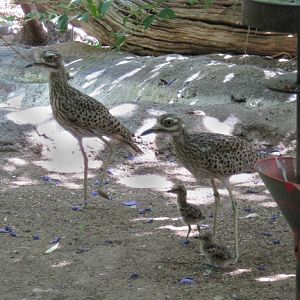 cape thicknees with chicks