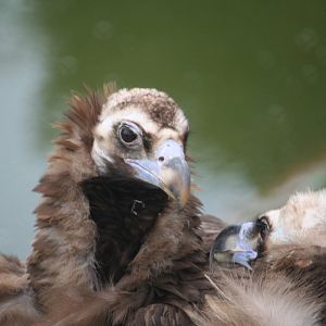 European Black Vultures
