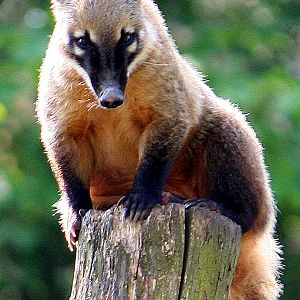 Ring-Tailed Coati