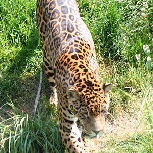 Jaguar
