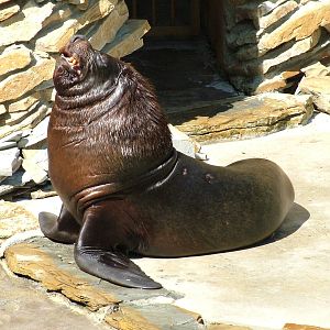Patagonian Sea Lion at Zlin, 28/05/10