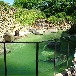 Sea Lion pool at Zlin, 28/05/10