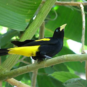 Yellow-rumped Cacique at Zlin, 28/05/10