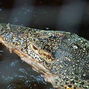 Cuban Crocodile at Zlin, 28/05/10