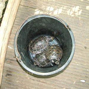 Bucket of turtles at Zlin, 28/05/10