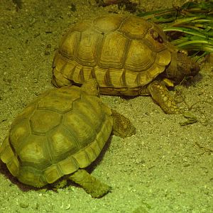 Chacoan Tortoises at Zlin, 28/05/10