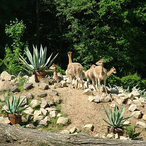 Vicunas at Zlin, 28/05/10