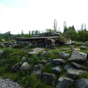 Bighorn Sheep Exhibit