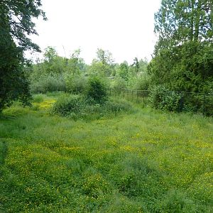 1 Acre Arctic Wolf Exhibit