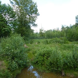 1.5 Acre Grizzly Bear Exhibit