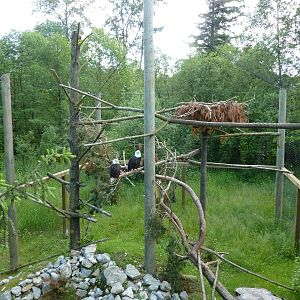 Bald Eagle Aviary