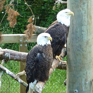 Bald Eagles
