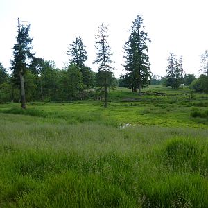 1.5 Acre Whitetail Deer Enclosure