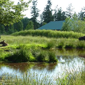 2-Acre Moose Enclosure