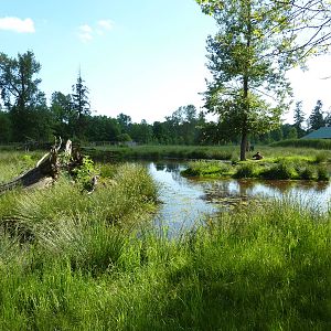 2-Acre Moose Enclosure