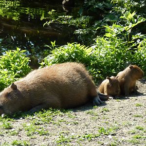 Capybaras