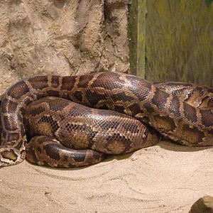 Burmese Python