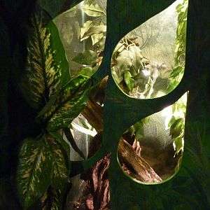 Bibron's Gecko Exhibit