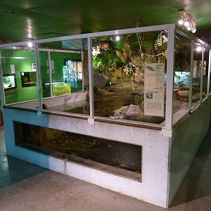 Spectacled Caiman Exhibit